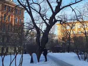 Штанникова предложила использовать подпорки для спасения старого дуба