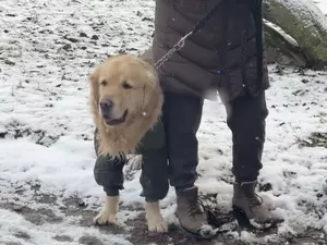 Власти Петербурга хотят обозначить официальные места выгула собак