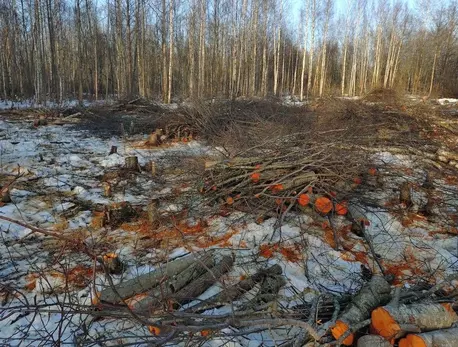 Водоканал и безбилетные порубки : ЗакС.Ру : Статьи