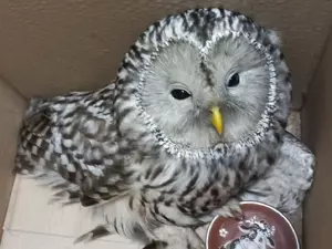 Сотрудники комздрава спасли сову в центре Петербурга