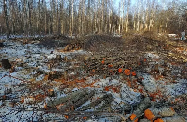 Водоканал и безбилетные порубки Водоканал и безбилетные порубки
